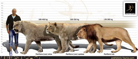 leon americano tamaño